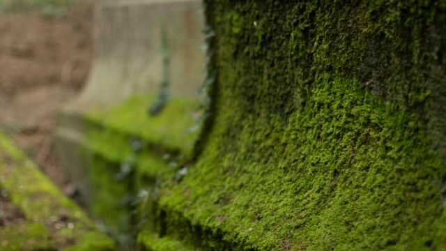 お墓の苔はスピリチュアルなサイン